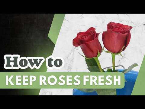 The Means To Preserve Flowers The Night Earlier Than When You Don't Have A Fridge? Weddings, Do It Yourself